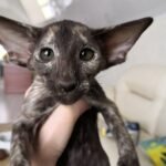 Fibi Oriental female kitten