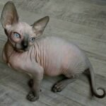 Berta female Sphinx kitten