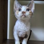 317 Bulochka female kitten Devon Rex