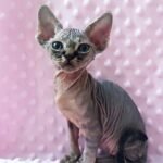 540 Octopus male kitten Devon Rex