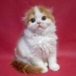 201 Marcus Scottish fold longhair male kitten