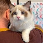 478 Cacao Ragdoll male kitten