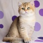 560 Anella British shorthair female kitten