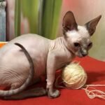 302 Coco female Sphinx kitten
