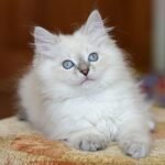 Danco Siberian male kitten
