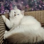 85 Bonya Ragdoll male kitten