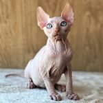 56 Kan male Sphinx kitten