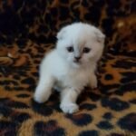 Gloria Scottish fold shorthair female kitten