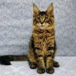 824 Edvard Maine Coon male kitten
