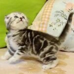 545 Baron Scottish fold shorthair male kitten