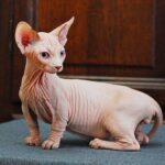 203 Dominik male Bambino kitten