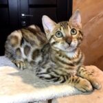 84 Violeta purebred Bengal female kitten