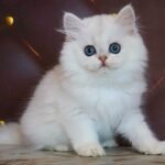 Kira British longhair female kitten