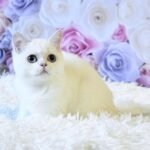 357 Timati British shorthair male kitten
