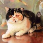 134 Belinda Exotic shorthair female kitten