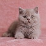 313 Irvine British shorthair male kitten