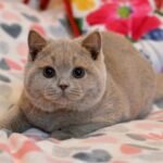 536 Valentino British shorthair male kitten