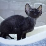 404 Lara Croft female kitten Devon Rex