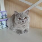 Anelia British shorthair female kitten