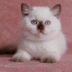 312 Itay British shorthair male kitten