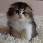 295 Hobbit Scottish fold longhair male kitten
