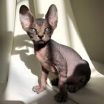 140 Bertha female Sphinx kitten