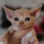 133 Daddy male kitten Devon Rex