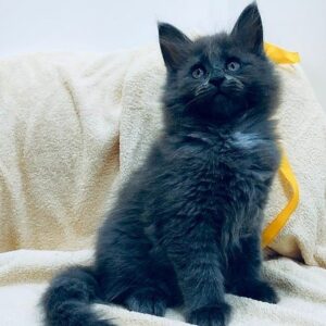 830 Faina Maine Coon female kitten