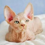 239 Angel male Bambino kitten