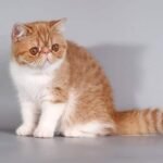 111 Emily Exotic shorthair female kitten