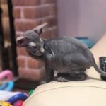 Lutick Oriental male kitten