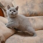Ulian British shorthair male kitten