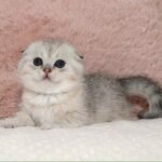 Zahar Scottish fold shorthair male kitten