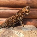 154 Loran purebred Bengal male kitten