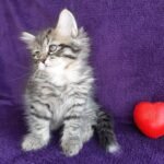 515 Amur Siberian male kitten