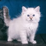 51 Honey Lolipop Siberian male kitten