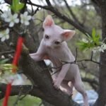 Ramon male Sphinx kitten