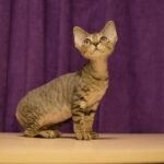 Evelin female kitten Devon Rex
