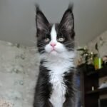 123 Keiko Maine Coon male kitten