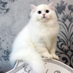 479 Fiona Scottish straight longhair female kitten