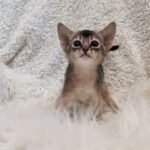 Suzy purebred Abyssinian female kitten