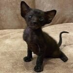 217 Fermion Oriental male kitten