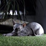 412 Black Mamba female Elf kitten