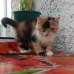 Barbara Exotic shorthair female kitten