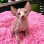 233 Holy male Sphinx kitten