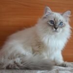 Jazz Siberian male kitten