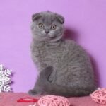 Xara Scottish fold shorthair female kitten