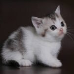 349 Montgomery Munchkin female kitten