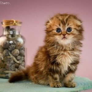 James Scottish fold longhair male kitten
