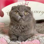 302 Friend Scottish fold shorthair male kitten